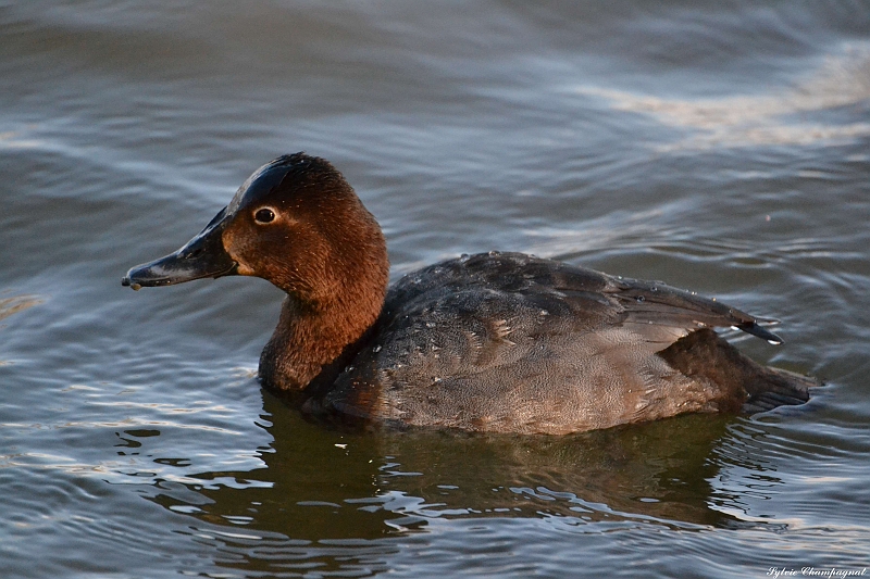 Fuligule Milouin femelle Aiguamolls.JPG